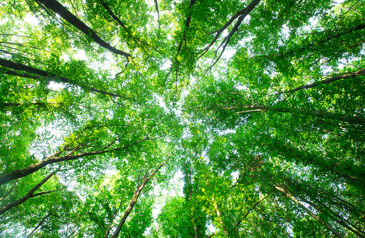 Enerjisa Üretim Quick Karbon ile Dijital SKDM Raporlaması