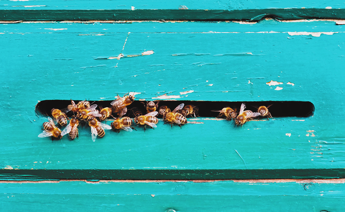Arılardan Okyanuslara Biyoçeşitlilik Gezegenimiz İçin Neden Önem Taşıyor?